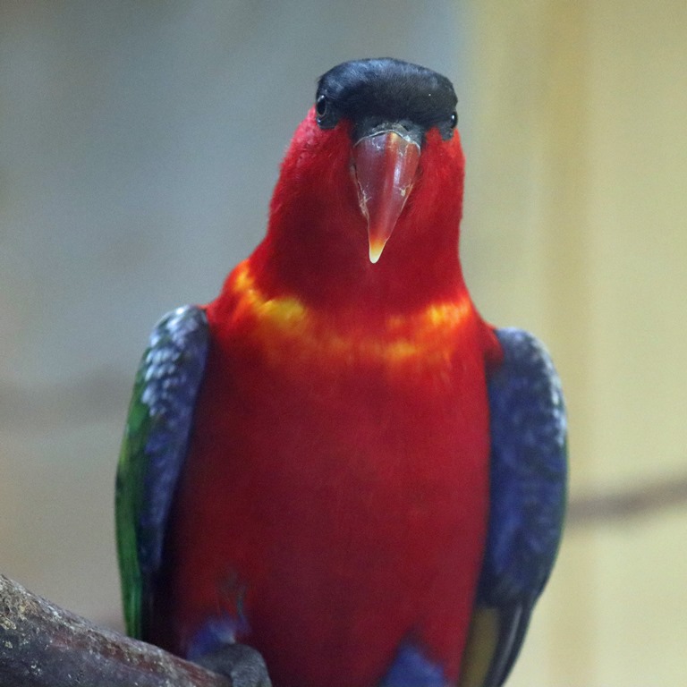 Purple-naped Lory bathing