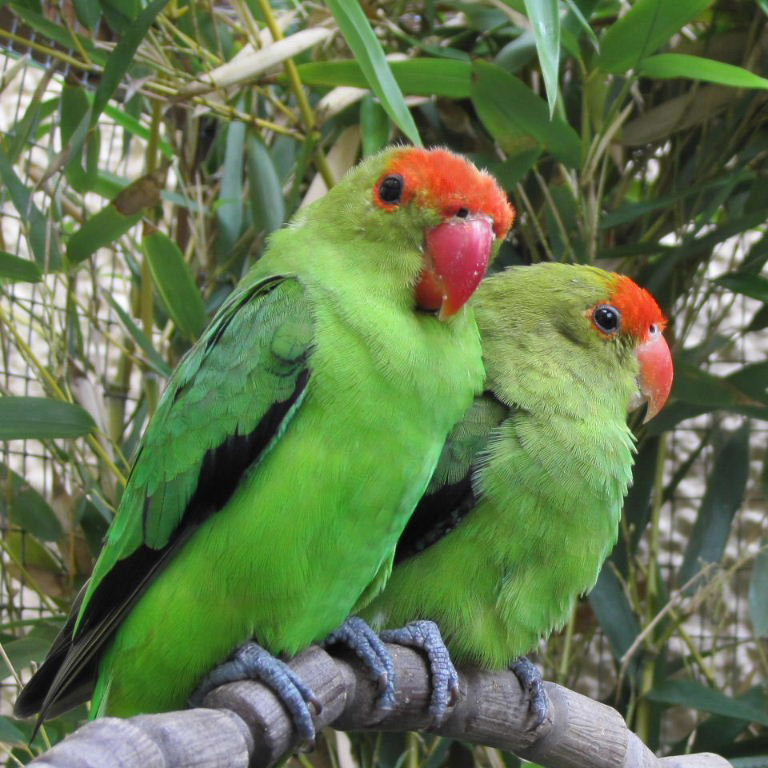 Timmy and Abby, Abbysinian lovebirds.