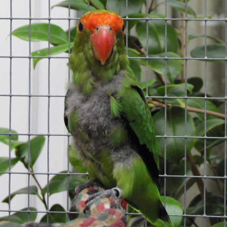 Black-winged Lovebird with poor plumage