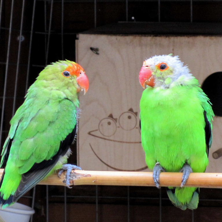 Black-winged Lovebirds with poor plumage