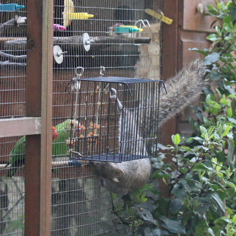 Squirrel baffle