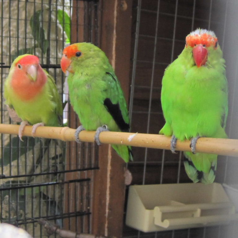 Black-winged Lovebirds with Peach-faced
