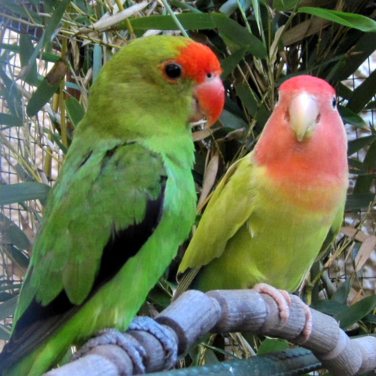 Abby and Peach-facced