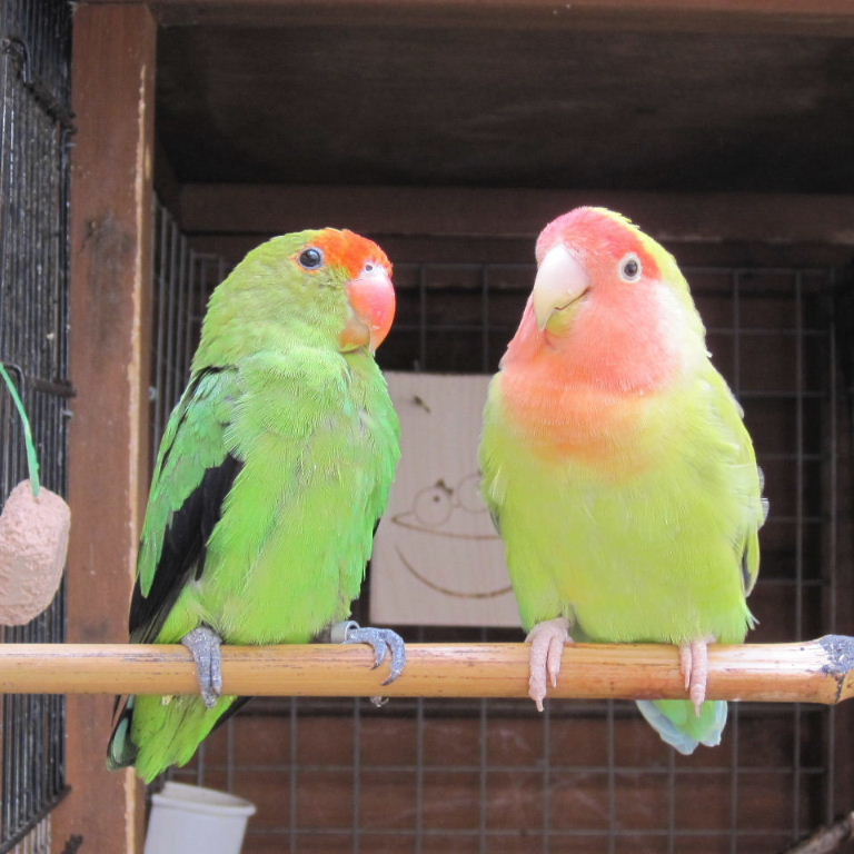 Black-winged Lovebird with Peach-faced
