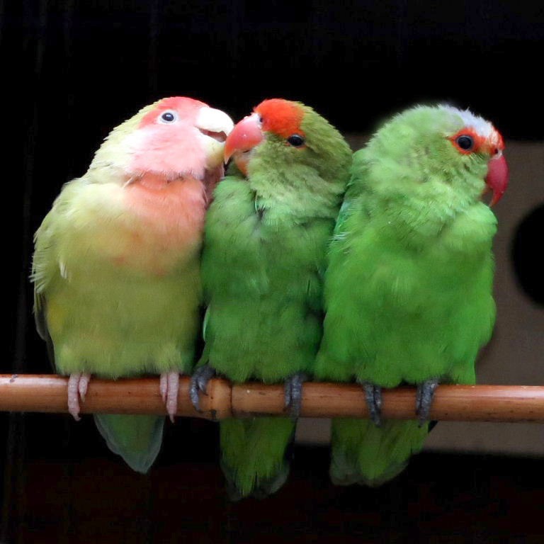 Abbyssinian Lovebird with Peach-faced