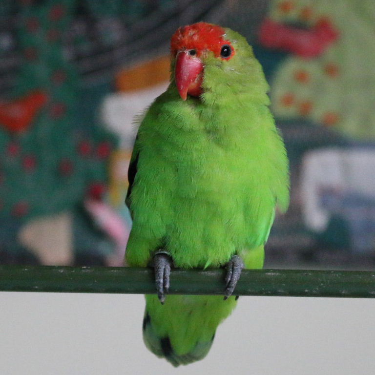 Timmy, Abbysinian lovebird