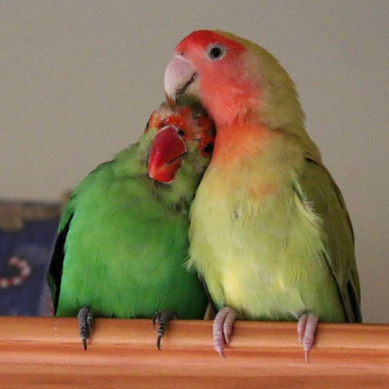 Black-winged Lovebird with Peach-faced