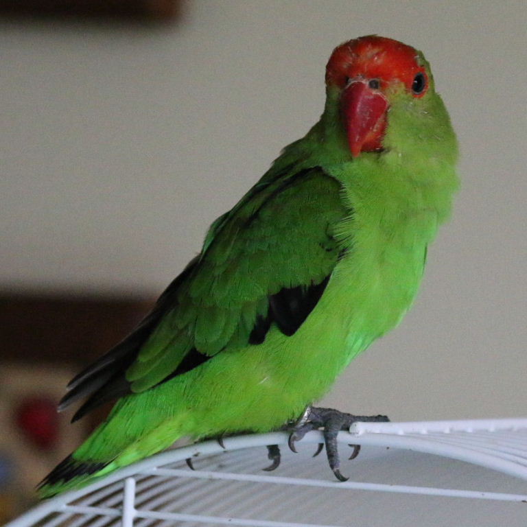 Timmy, Abbyssinian Lovebird