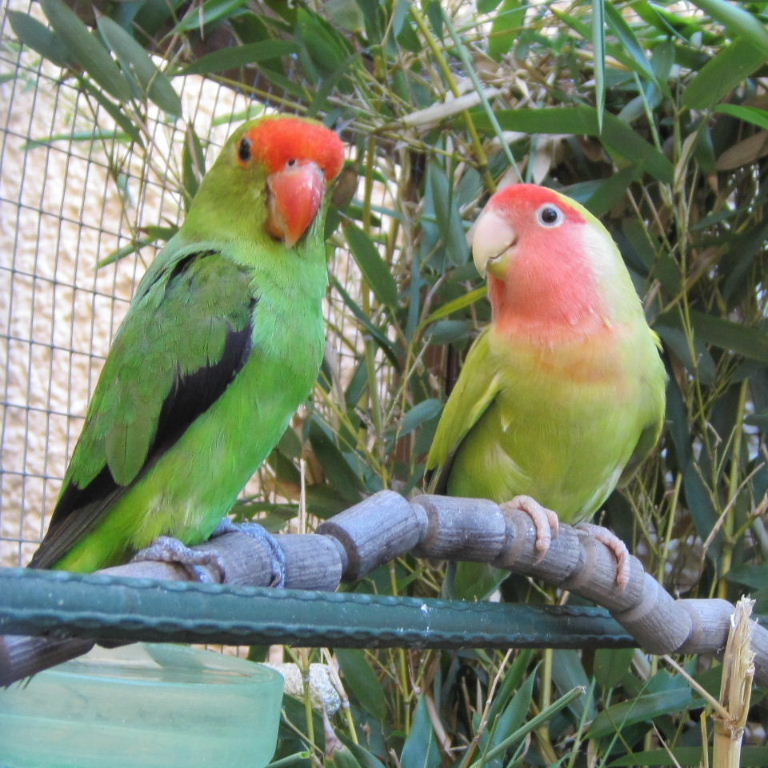Black-winged and Peach-faced Lovebirds
