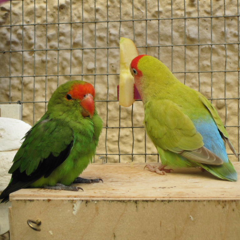 Black-winged and Peach-faced Lovebirds