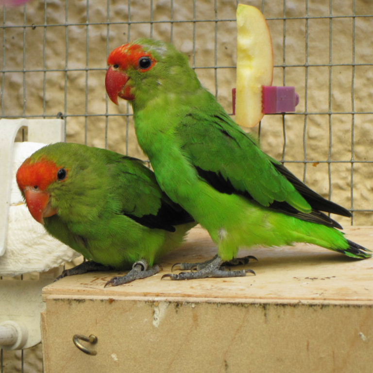 Black-winged Lovebirds male