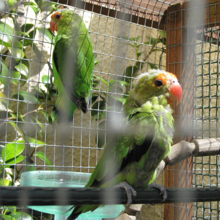 Black-winged Lovebirds with poor plumage