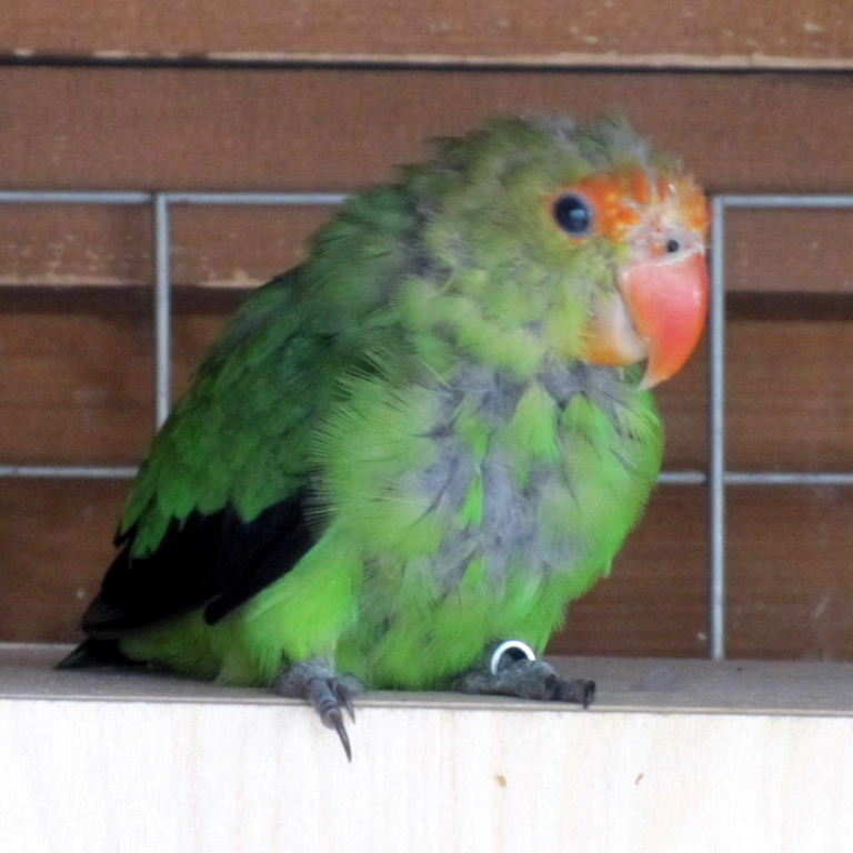 Black-winged Lovebird with poor plumage