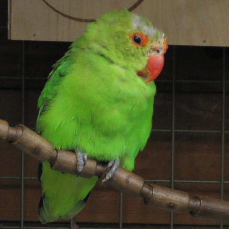Black-winged Lovebird with poor plumage
