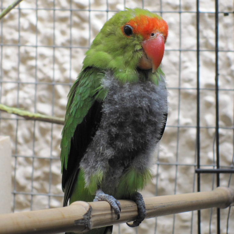 Black-winged Lovebird with poor plumage