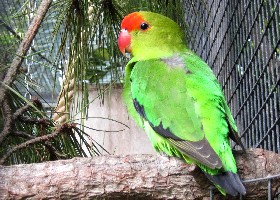 Black-winged Lovebird