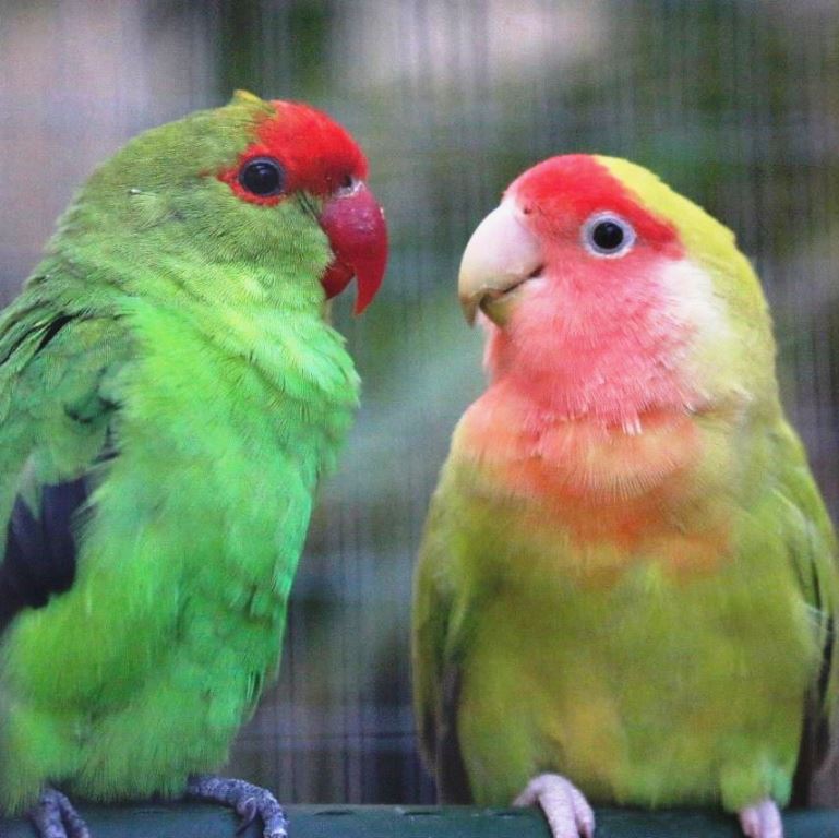 Timmy Abbyssinian Lovebird with Peaches