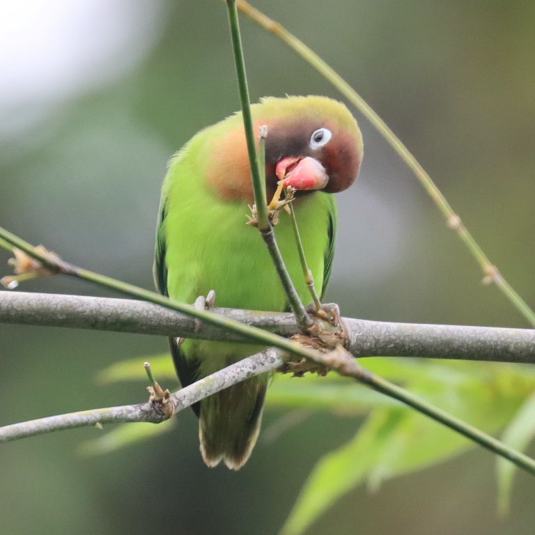 Black-cheeked Lovebird