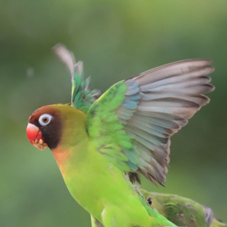 Black-cheeked Lovebird underwing