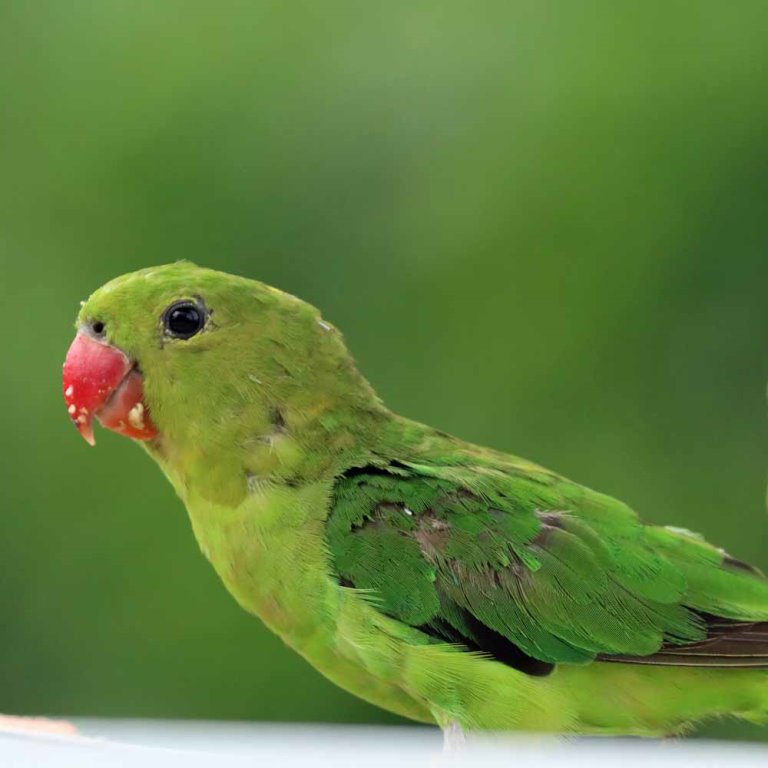 Black-winged Lovebird female