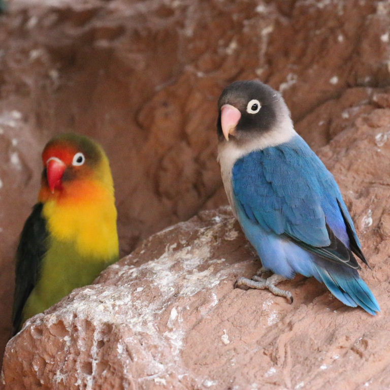 Blue Masked Lovebird with hybrid
