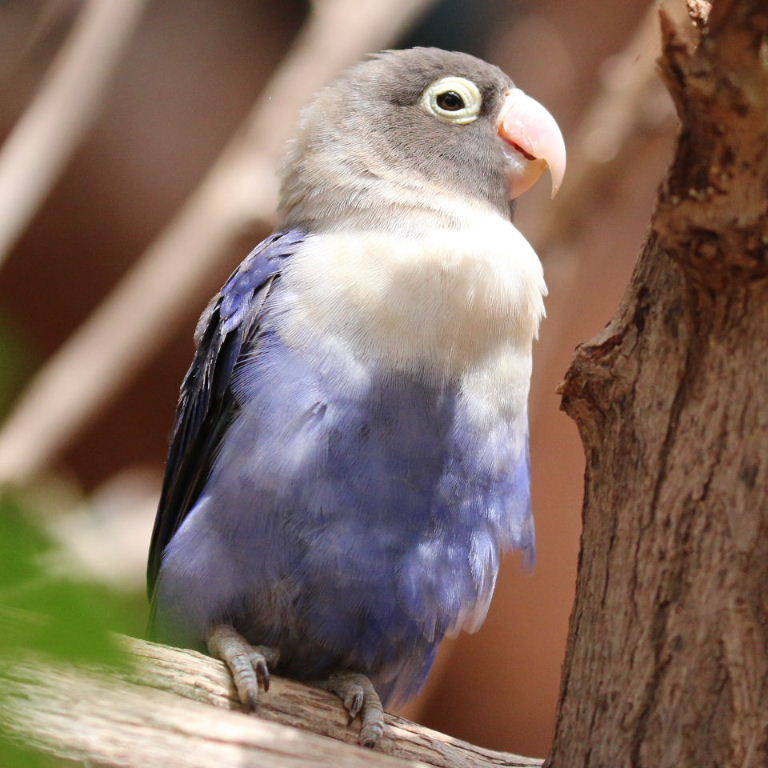 Blue Masked Lovebird