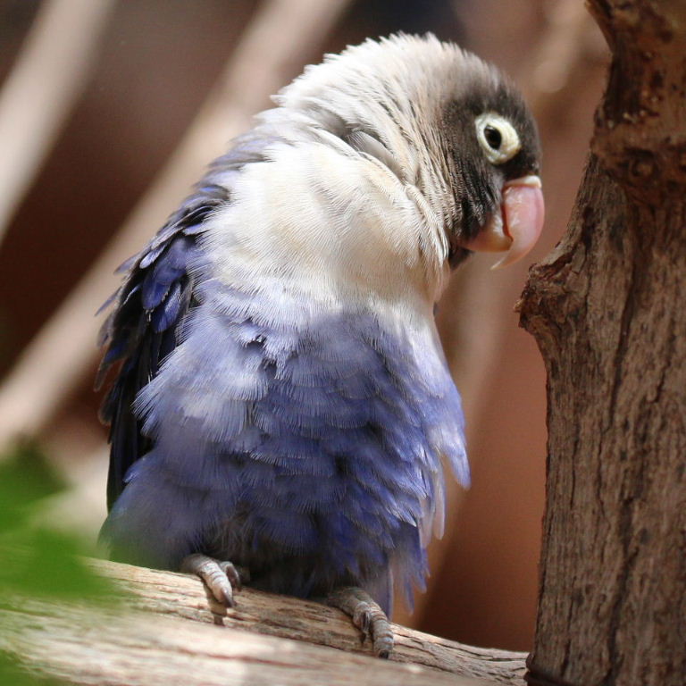 Blue Masked Lovebird