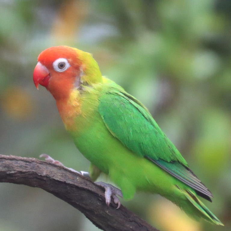 Nyasa Lovebird