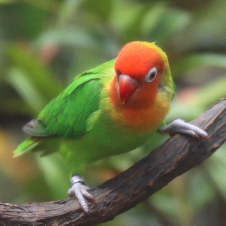 Nyasa Lovebird
