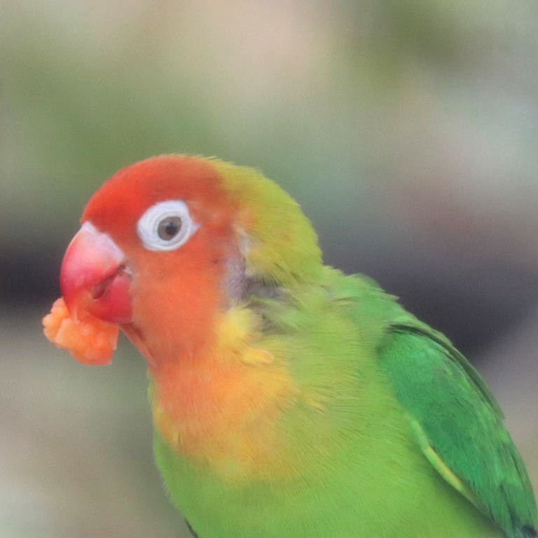 Nyasa Lovebird