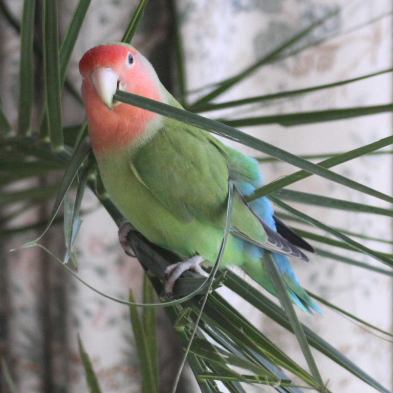 Porcupine Lovebird