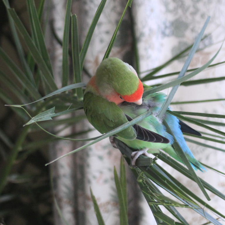 Porcupine Lovebird