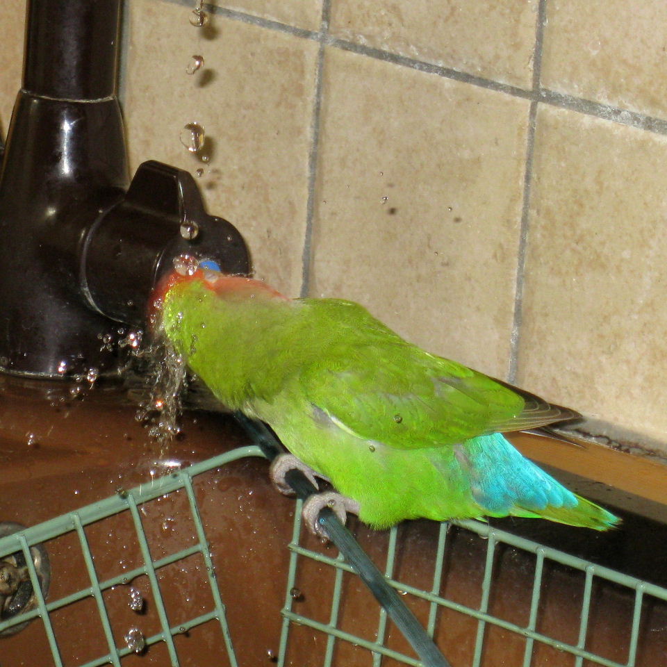 Washing hair