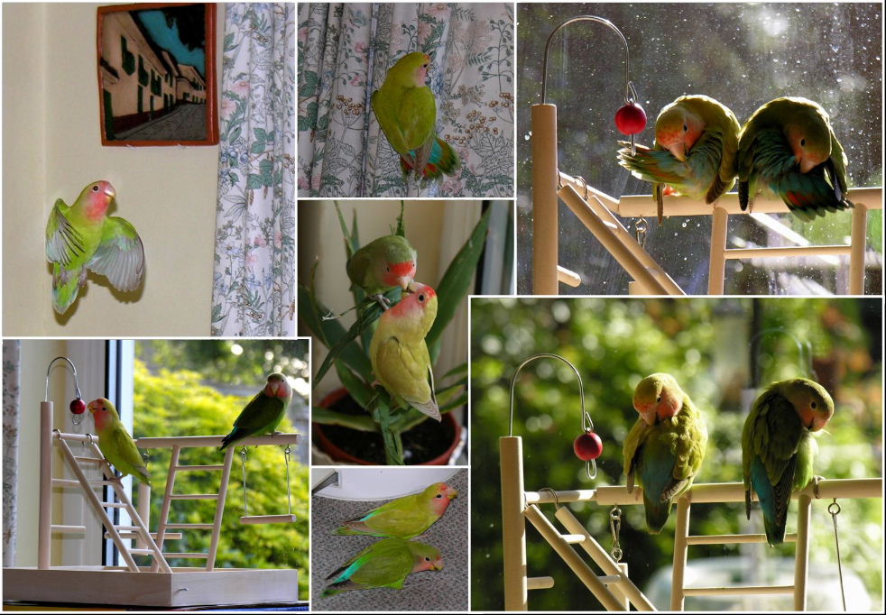 Peach-faced Lovebirds