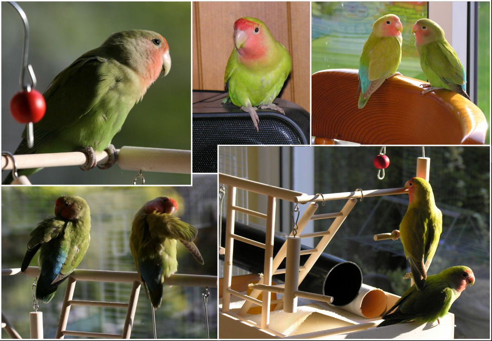 Peachfaced Lovebirds