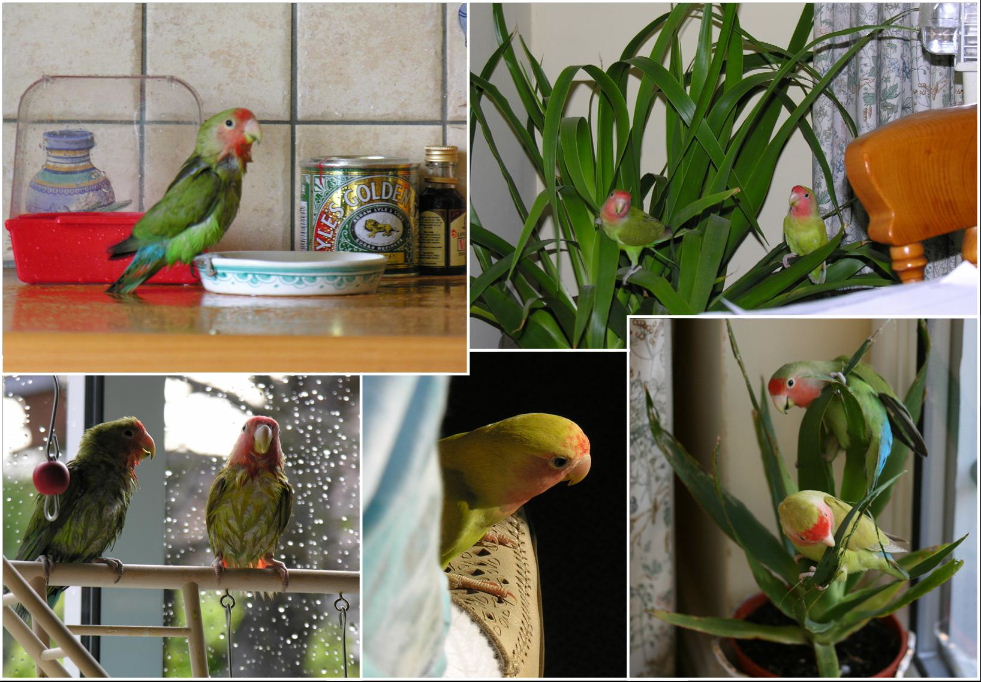 Peach-faced Lovebirds