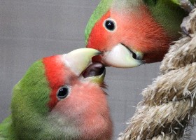 Lovebirds