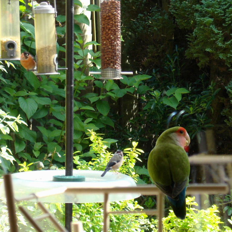Birdwatching