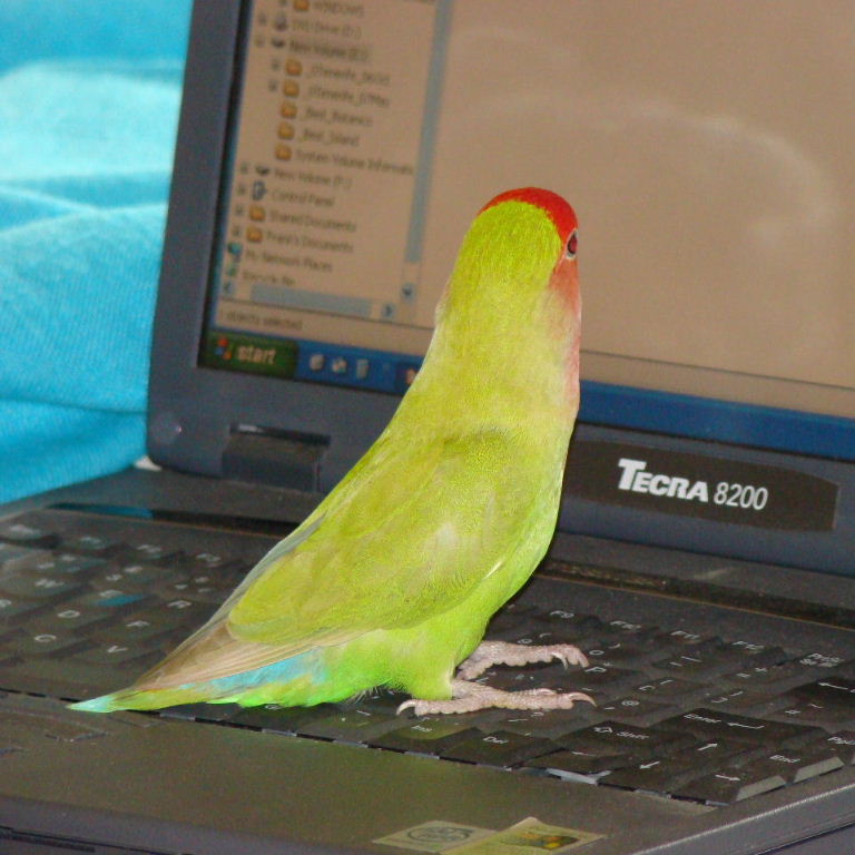 Peach-faced Lovebird computing