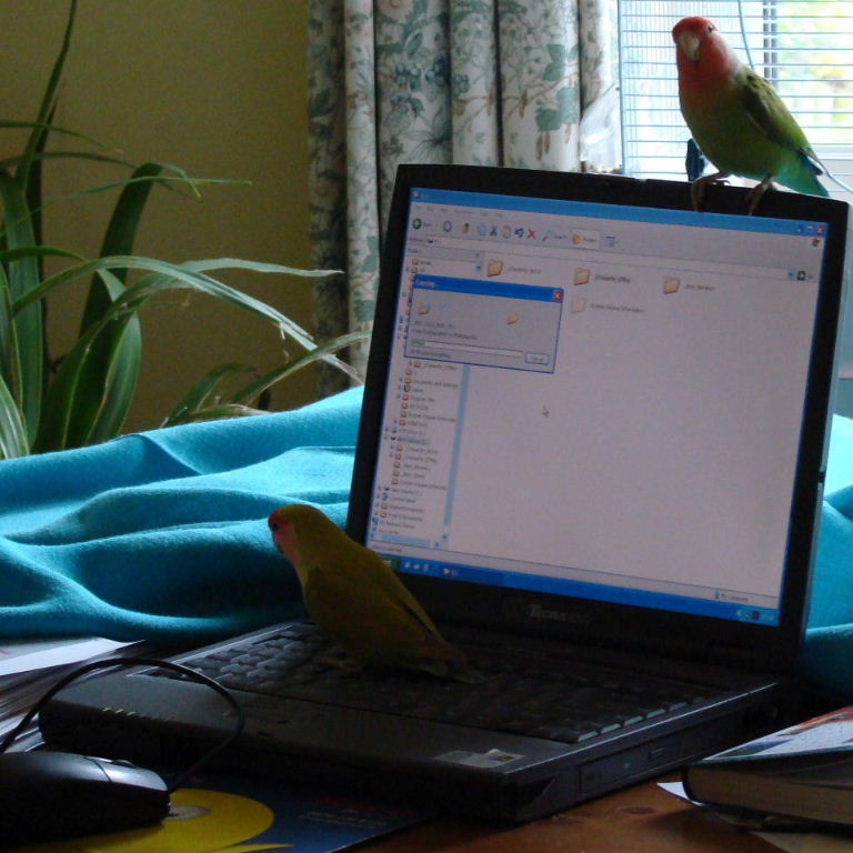 Peach-faced Lovebirds computing