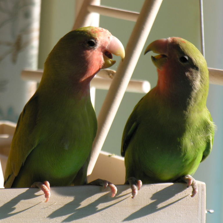 Peach-faced Lovebirds singing
