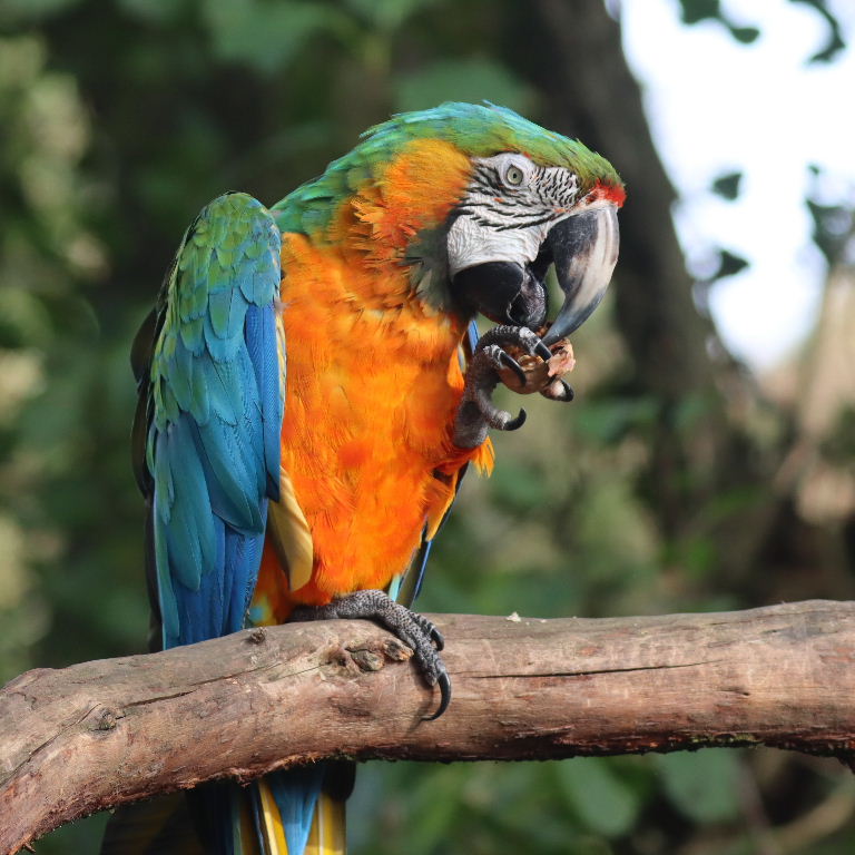 Catalina Macaw