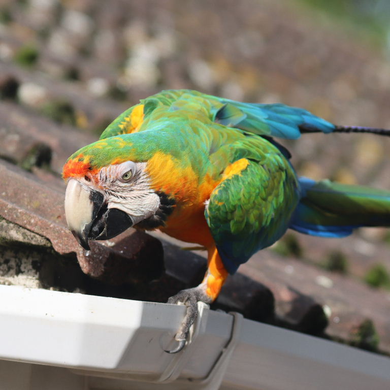 hybrid Macaw