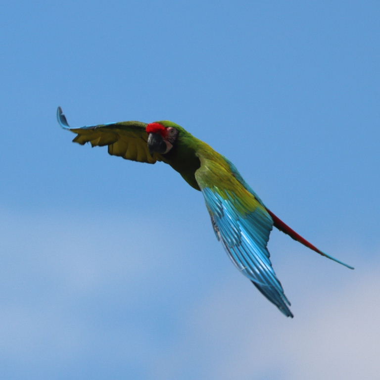 Military Macaw in flight