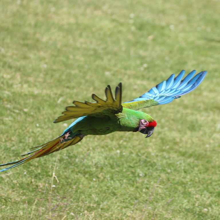 Military Macaw