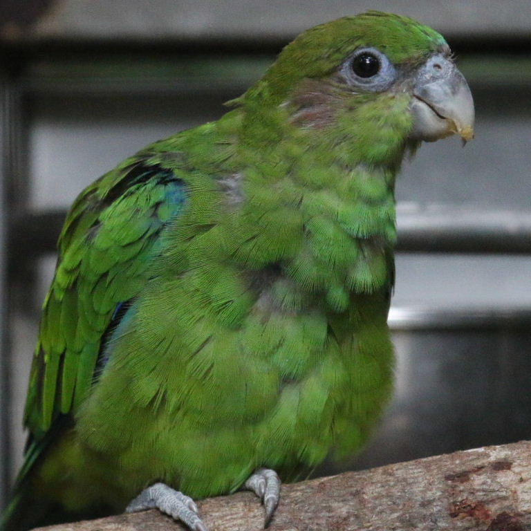 Pileated Parrot female