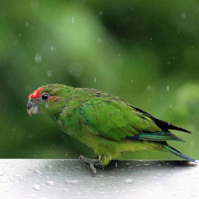 Pileated Parrot male