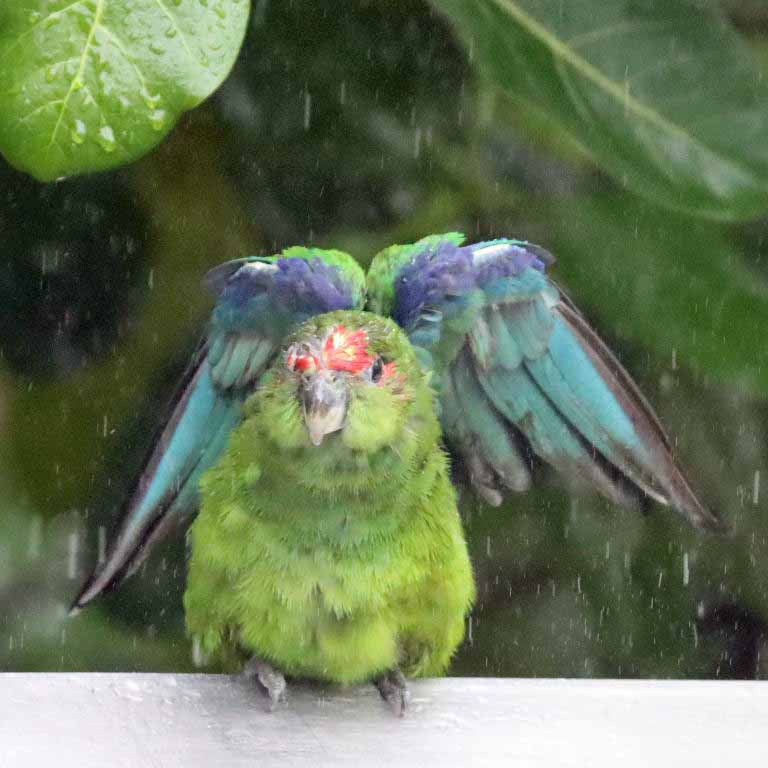 Pileated Parrot