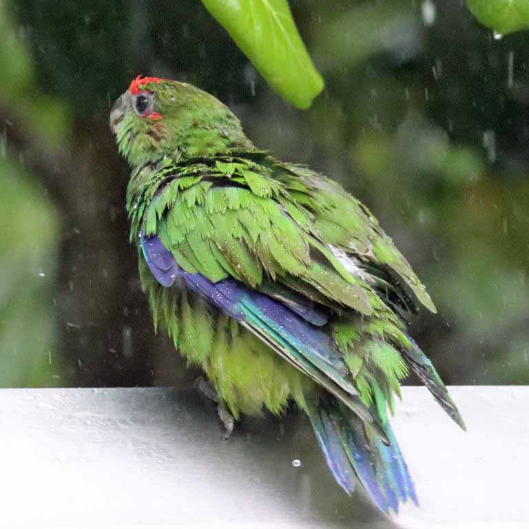Pileated Parrot