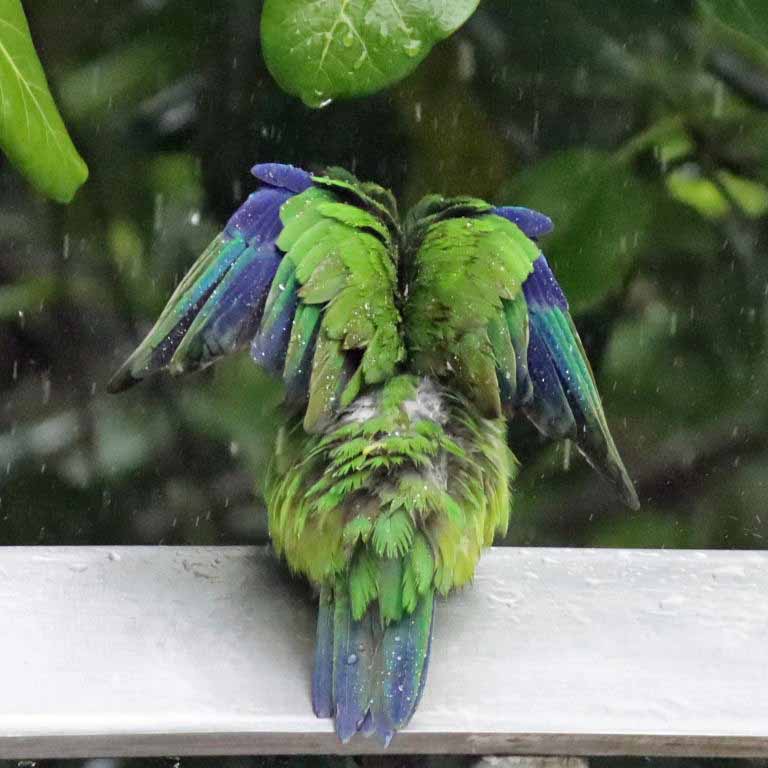 Pileated Parrot